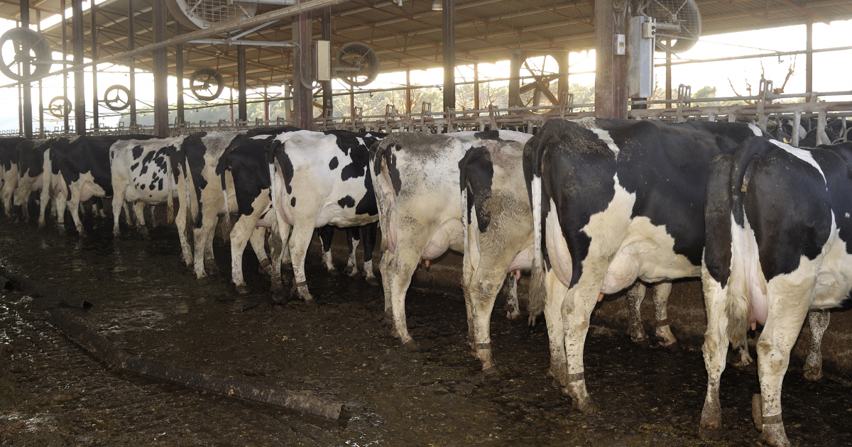 Animal Waste Carmeuse